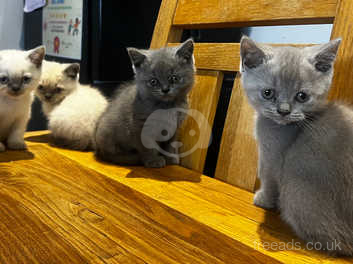 British shorthair sale colourpoint for sale