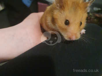 Male syrian hot sale hamster for sale