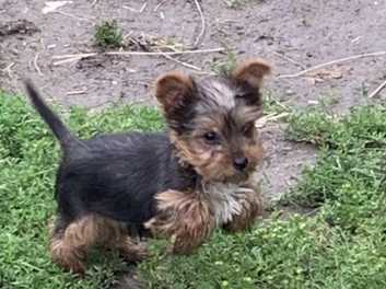 Yorkie puppies best sale adoption near me