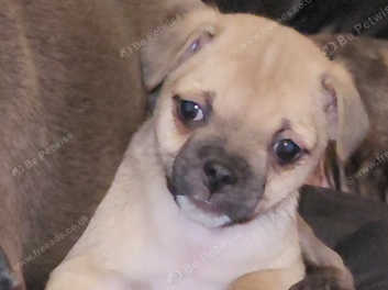 Pug staffy best sale cross puppies