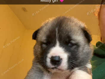 Huskita puppies for hot sale sale near me