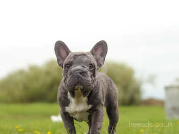 how big french bulldog