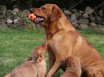 Kennel club store fox red labrador