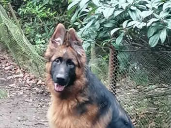 Long haired red german shepherd clearance puppies