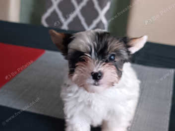 Albino yorkie 2024 for sale