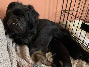 Affenpinscher puppies for hot sale sale near me