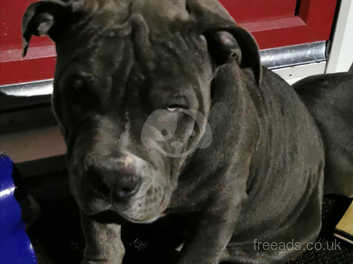 American Pocket Bully Puppy Male Abkc In Plymouth Pl5 On Freeads Classifieds American Bully Classifieds