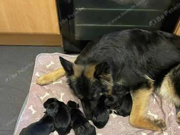 Beautiful german shepherd store puppies