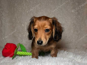 Female long haired outlet dachshund