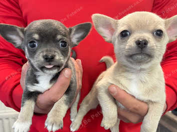 Male teacup store chihuahua for sale