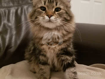 Siberian forest cat for sale hot sale near me