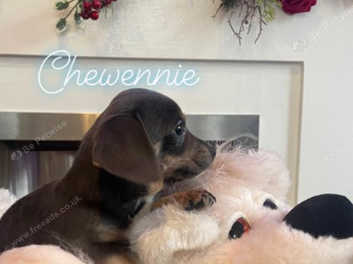 Dachshund x chihuahua hot sale puppies for sale