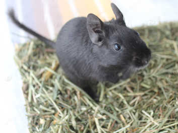 Degu best sale for sale