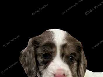 Parti cocker spaniel puppies cheap