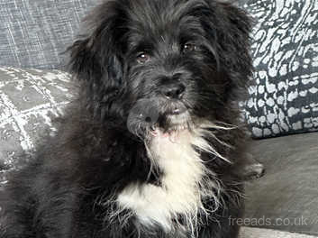 Sheltie shih tzu hot sale mix for sale