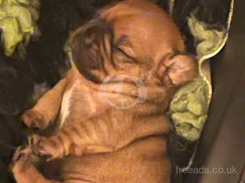 Royal frenchel store puppies for sale