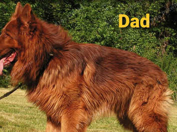 Long haired red outlet german shepherd puppies