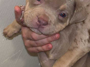 Pocket bully pitbull puppies best sale for sale