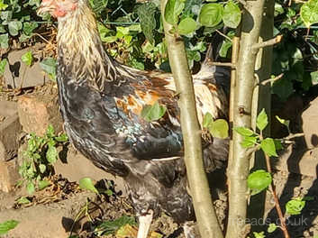 Issabella Brahma  Beautiful chickens, Chicken breeds, Chickens backyard