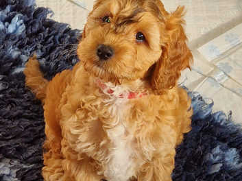 Sable cockapoo best sale for sale