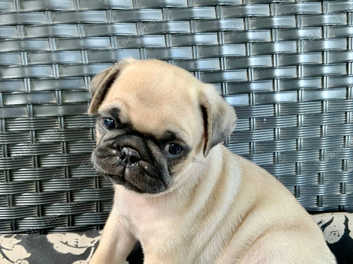 Black pug sale puppies for sale