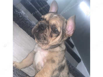 Merle French Bulldog In Liverpool On Freeads Classifieds French Bulldogs Classifieds