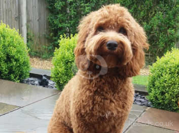 red cockapoo puppies for sale