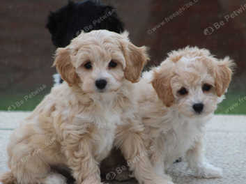 Cavapoochon puppies for sales sale near me