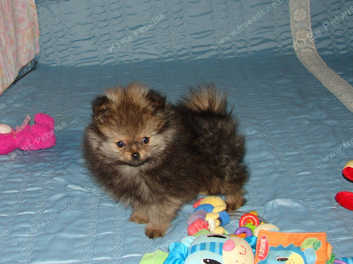 Cheap pomeranian sale puppies for sale