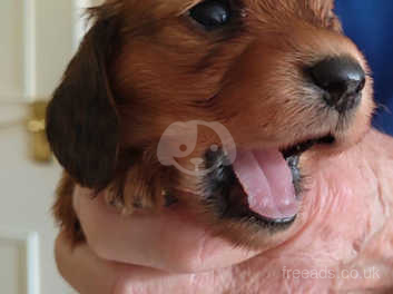 Red long haired sales dachshund for sale