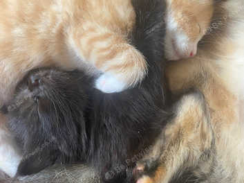 Male Kitten For Sale in Hammersmith and Fulham SW6 on Freeads