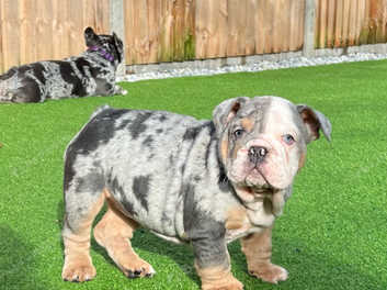 Marble best sale english bulldog