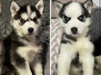 Husky with different colored eyes store for sale