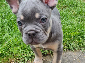 Lilac And Tan French Bulldog Carrying Fluffy in Hertfordshire on Freeads  Classifieds - French Bulldogs classifieds