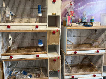 Budgie breeding on sale cages for sale