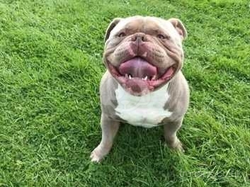 Exotic bully shop for sale