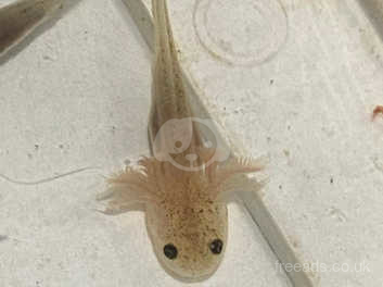 Juvenile Axolotls Mexican Walking Fish In Bangor On Freeads Classifieds Frogs Amphibians Classifieds