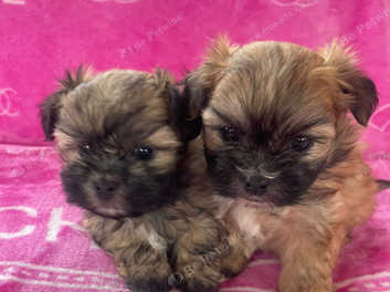 Malshi puppies best sale for adoption