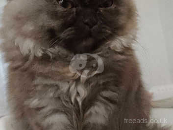 Blue smoke persian sales kittens for sale