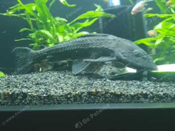 Large common pleco for sales sale