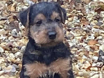 Middleton 2024 lakeland terrier