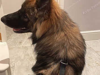 Straight back long haired german clearance shepherd