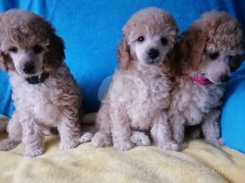 Apricot miniature poodle hot sale puppies for sale