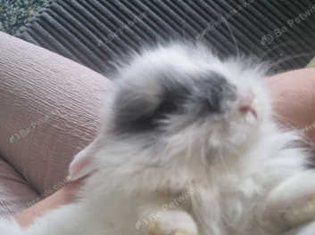 Teddy lionhead best sale rabbits for sale