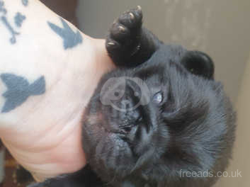 Unusual Pug Puppies For Sale In Ipswich On Freeads Classifieds Pugs Classifieds