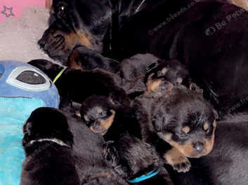 Beautiful sales rottweiler puppies