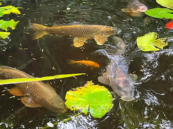 Pond fish for on sale sale near me