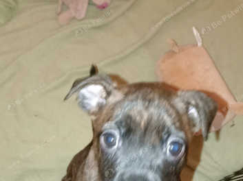 Female best sale staffy puppy