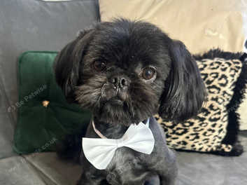 Shih Tzu Stud in Havering RM1 on Freeads Classifieds Shih Tzu