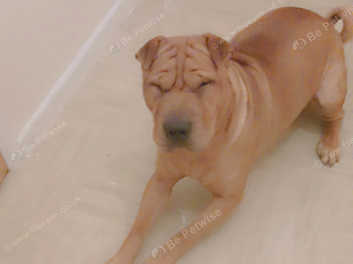 Chinese Shar Pei in Ballymena BT42 on Freeads Classifieds Shar